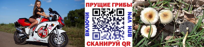 наркошоп  Сенгилей  hydra tor  Галлюциногенные грибы MAGIC MUSHROOMS 